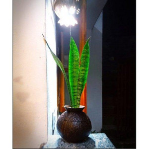Eco-Friendly Coco Flower Pot (Mataka Shape) Coconut Shell Crafts of Kerala for Home Decor