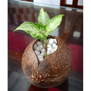Eco-Friendly Beautiful Coco Flower Pot Coconut Shell Crafts of Kerala For Home Decor