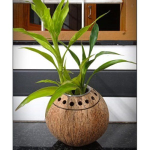 Eco-Friendly Designer Coco Flower Pot Coconut Shell Crafts of Kerala For Home Decor