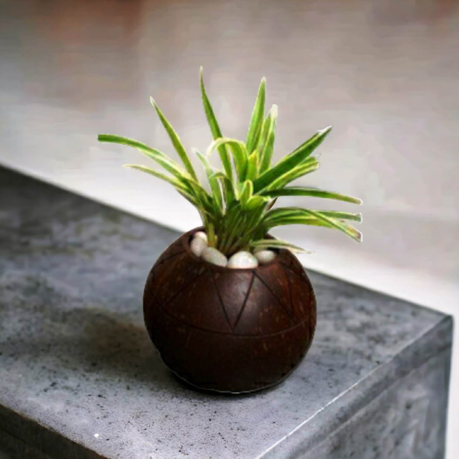Eco-Friendly Round Shape Coco Flower Pot Coconut Shell Crafts of Kerala For Home Decor