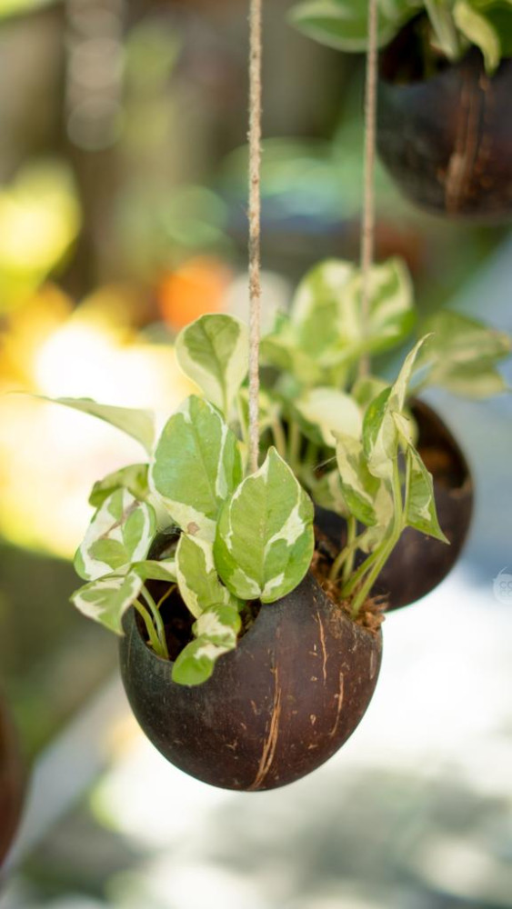 Coconut shell Hanging Pot - 1