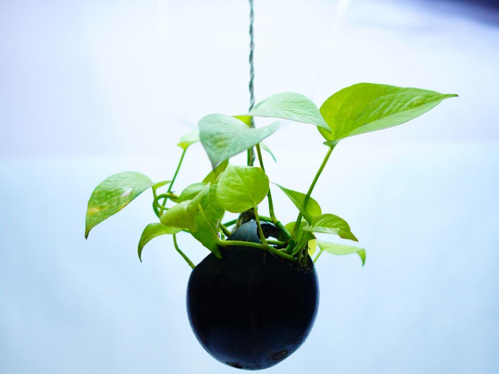 Coconut shell Hanging Pot - 2
