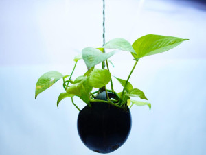 Coconut shell Hanging Pot